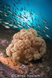 Soft coral. Magic point. Sydney. D200, 10.5mm. by Derek Haslam 